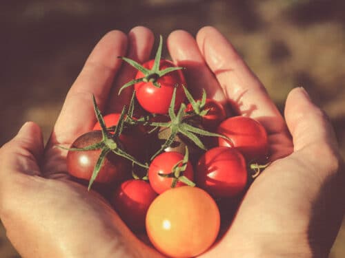 Tomates de saison