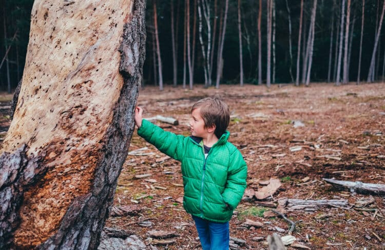 Enfant dans la forêt