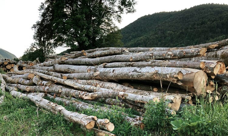 Bois des forêts du Jura